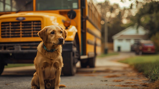 Calm & Confident: Easing Dog Separation Anxiety After Summer