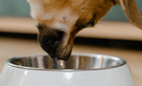 Pet Diet Dos & Dont's