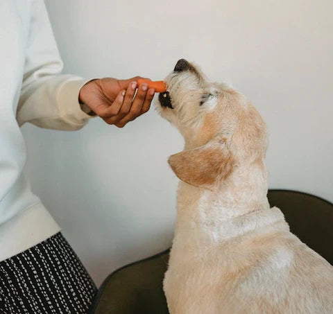 Thanksgiving Options For Pets