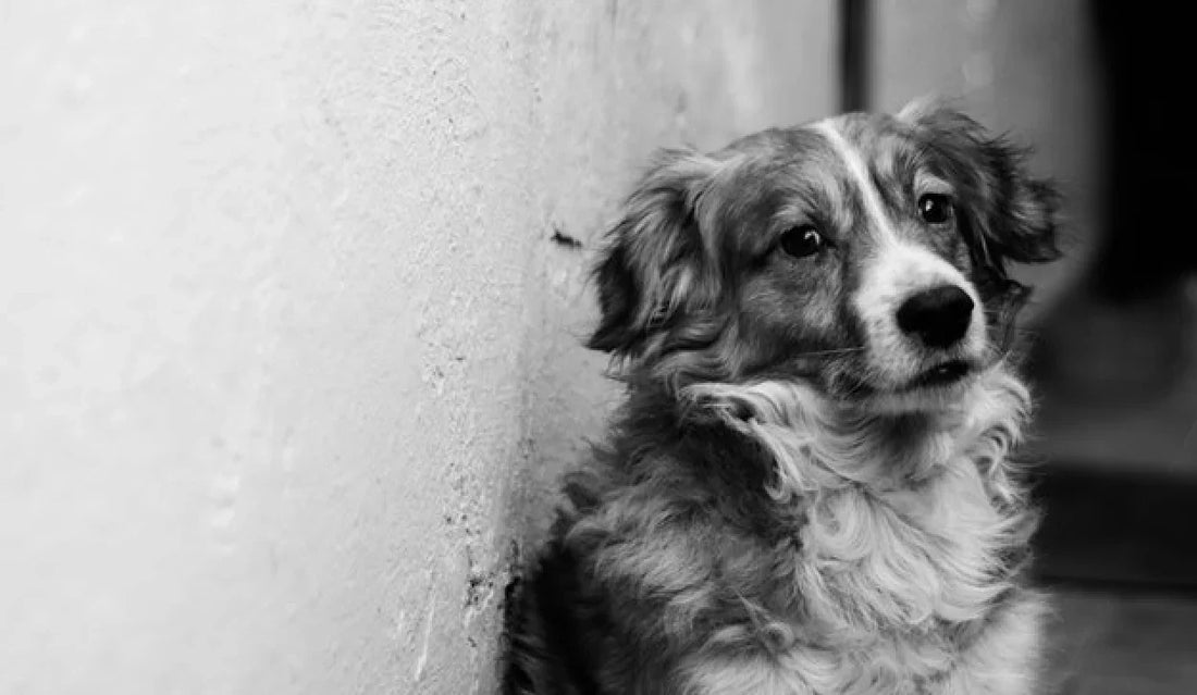 How To Prevent Your Pet From Getting Lost