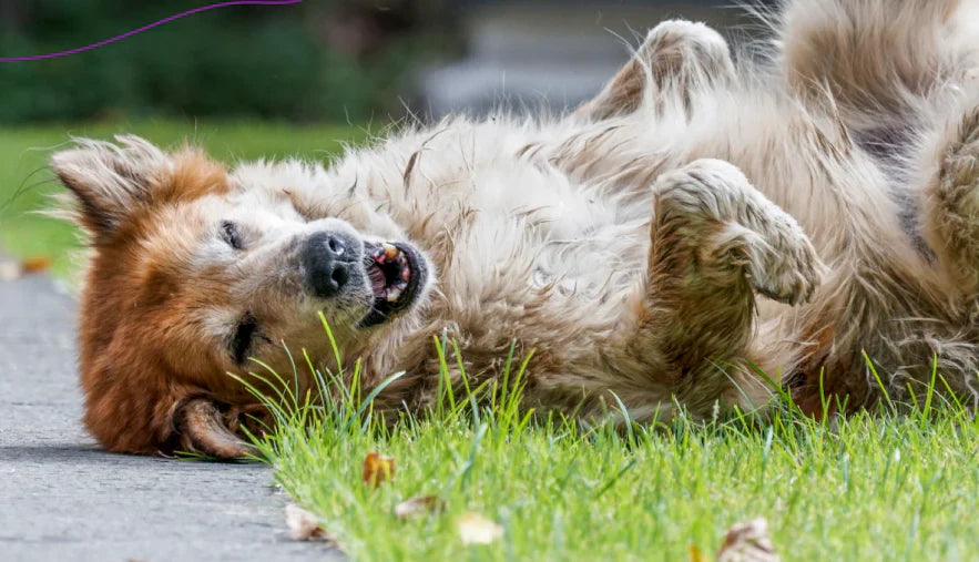 How to Calm an Anxious Dog During Summer Holidays