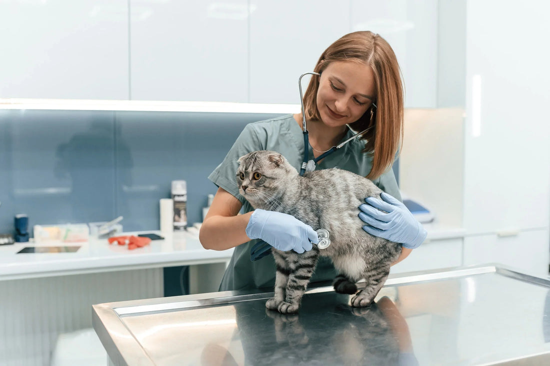 National Take Your Cat to the Vet Day: How to Find the Best Cat Veterinarian Near You