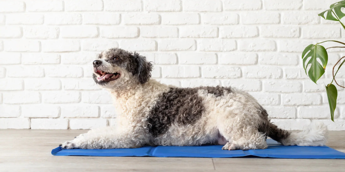 Beat the Heat: 8 Vet-Approved Ways to Keep Your Pet Cool, Calm & Gut-Happy