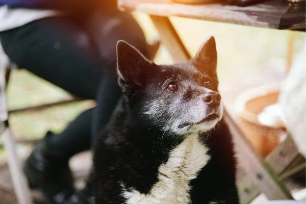 Supporting the Health of Your Senior Pet