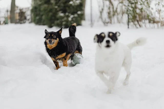 Winter Grooming Tips