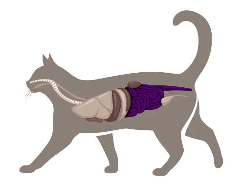 High potency probiotics for pets
