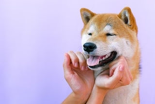Oral Disease & The Pet Microbiome