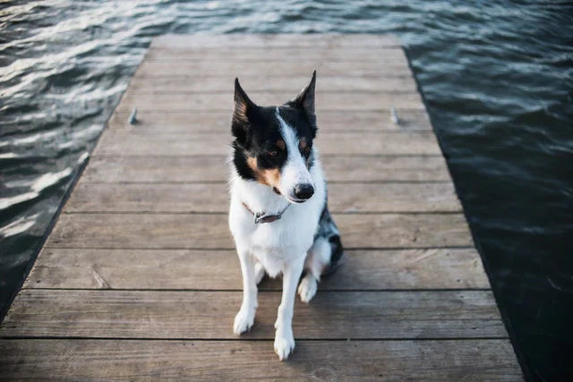 Summer Safety Tips For Pets