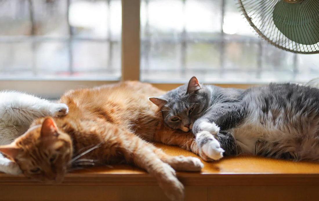 The Science Behind Cat Hairballs