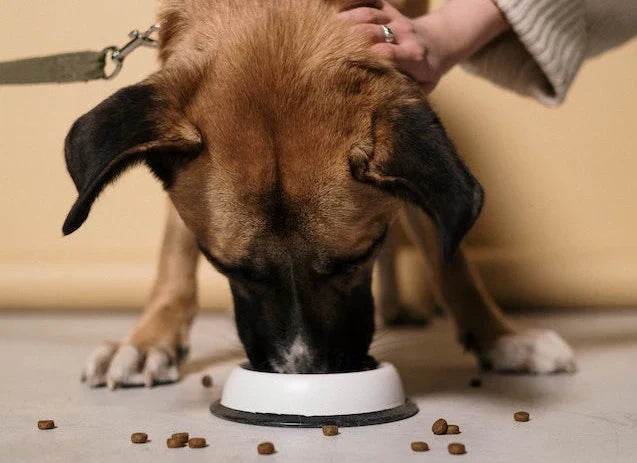 Help Your Pet Age With Grace - Senior Pet Diet Tips 