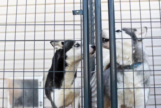 Pet Adoption Tips