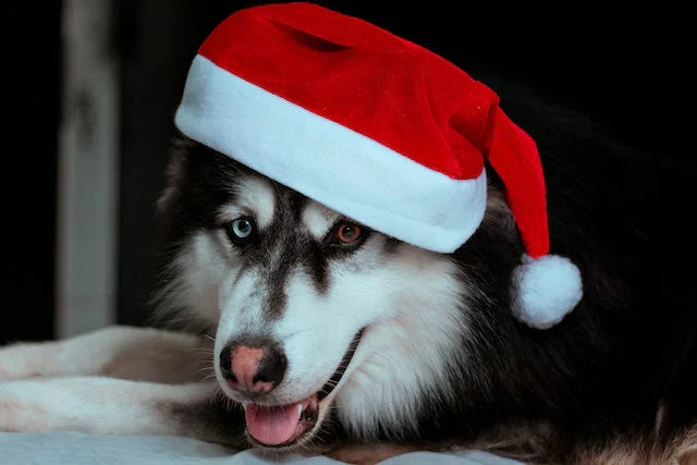 Holiday Photo Hunt Answers!