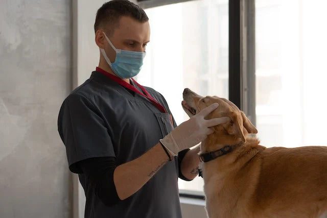 Holistic Vet Care