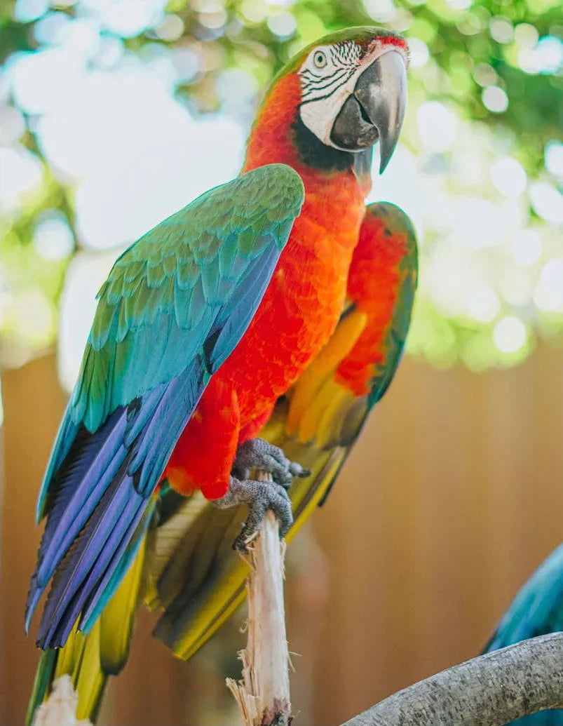 Poultry, Parrots and Probiotics