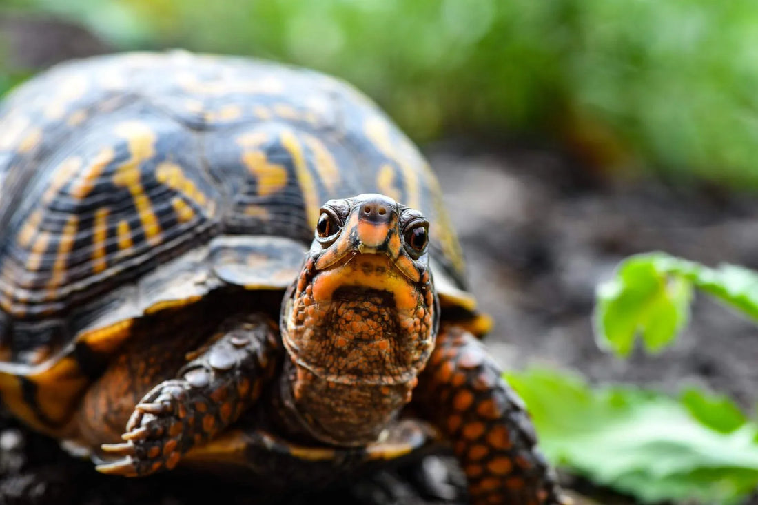 The Reptilian Microbiome