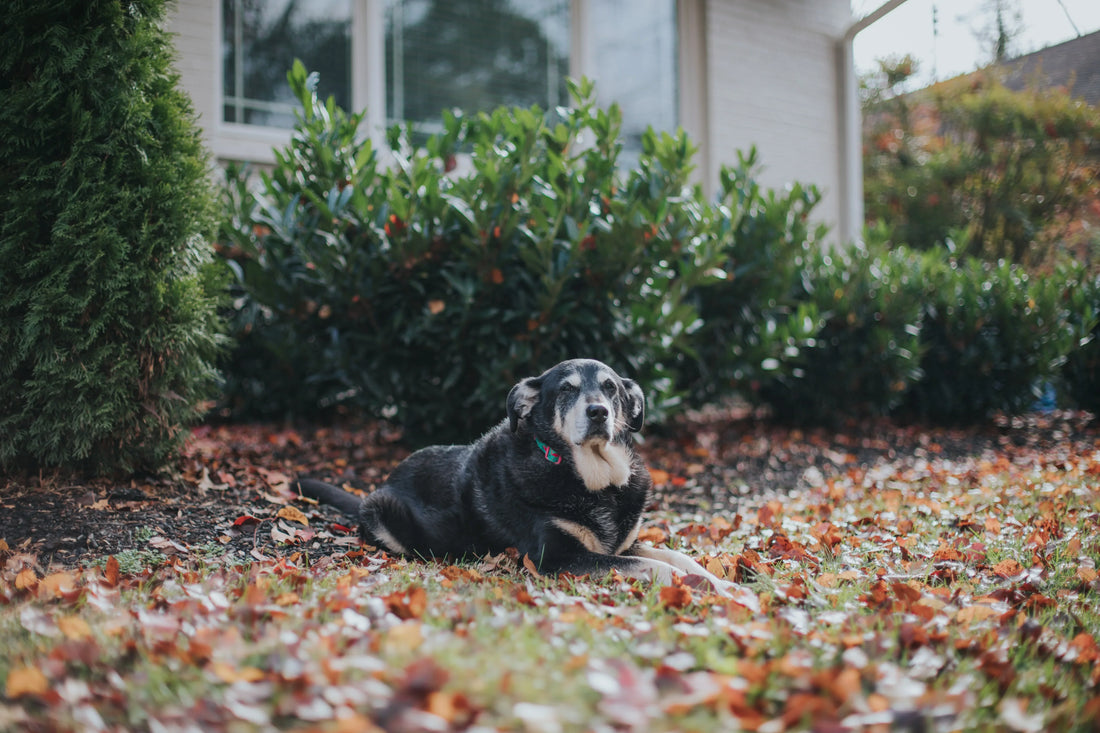 Fall Safety Tips for Pets: Keep Your Furry Friends Safe This Season